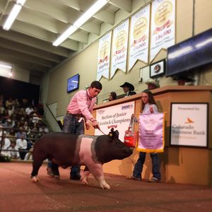 Image post by @nationalwestern on Instagram