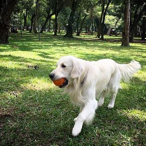Image post by @mikethewhitegolden on Instagram