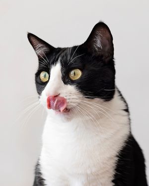 Image post by @animalplanet on Instagram
