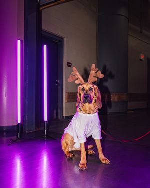 Image post by @mnwildpup on Twitter