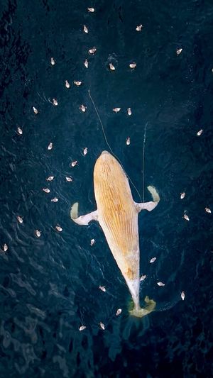 Video post by @bbcearth on Instagram