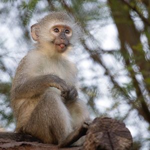 Image post by @sandiegozoo on Instagram