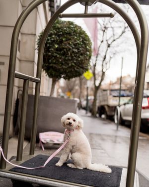 Image post by @langhamsydney on Instagram