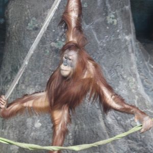 Image post by @bhamzoo on Instagram