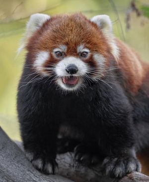 Image post by @sandiegozoo on Instagram