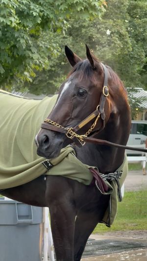 Image post by @thoroughbred_daily_news on Instagram