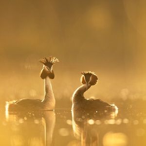 Image post by @rspb on Instagram
