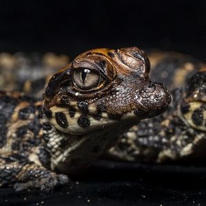 Image post by @sandiegozoo on Instagram