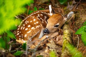 Image post by @AnimalPlanet on Twitter