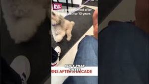 Video post by @dailyflashtv on YouTube