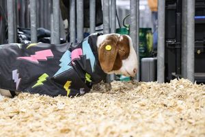 Image post by @pafarmshow on Instagram