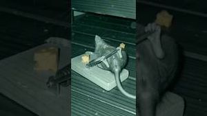 Video post by @aliaboutine on YouTube