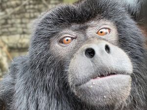 Image post by @bhamzoo on Instagram