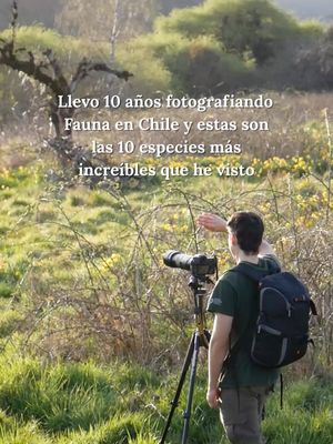 Image post by @fauna.patagonia on Instagram