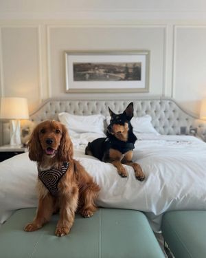 Image post by @langhamsydney on Instagram