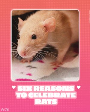 Image post by @peta on Instagram