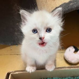 Image post by @brunrik.and.pyrene.ragdolls on Instagram