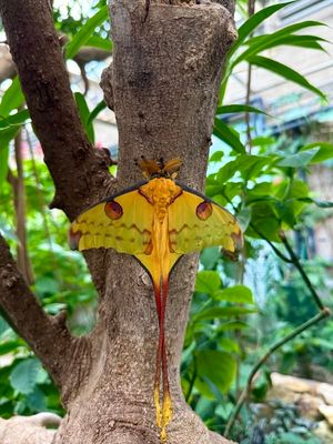 Image post by @ButterflyPavilion on Facebook