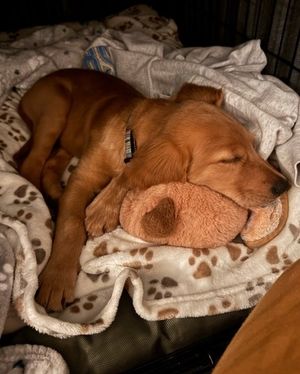 Image post by @originalsnugglepuppy on Instagram
