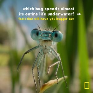 Image post by @natgeo on Instagram
