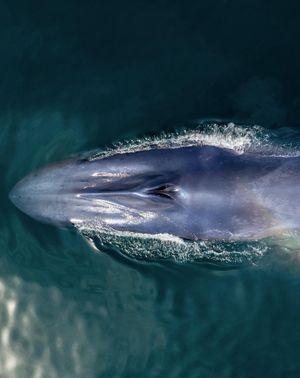 Image post by @sealegacy on Instagram