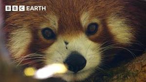 Video post by @bbcearth on YouTube