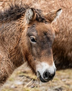 Image post by @thetorontozoo on Instagram