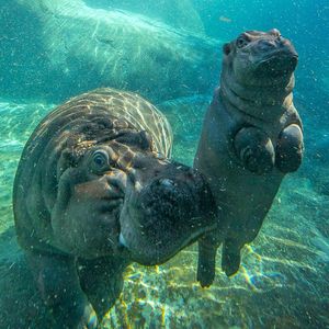 Image post by @sandiegozoo on Instagram