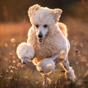 Image post by @animalplanet on Instagram