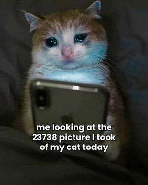 Image post by @solidgoldpets on Instagram