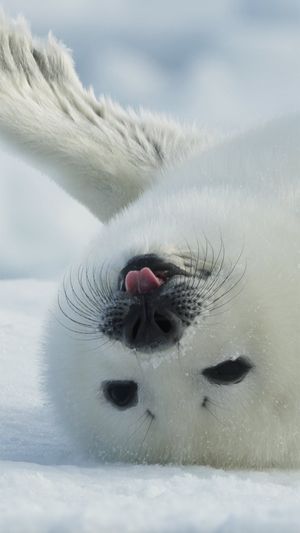 Video post by @bbcearth on Instagram