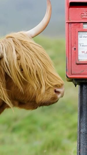 Video post by @visitscotland on Instagram