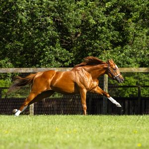 Image post by @juddmonte on Instagram