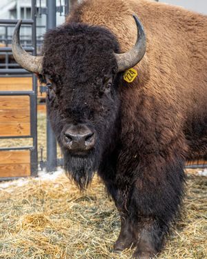 Image post by @nationalwestern on Instagram