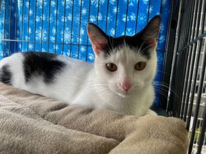 Image post by @suncoasthumane on Instagram