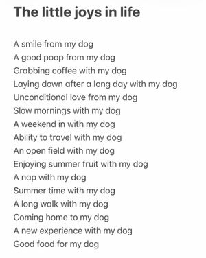 Image post by @solidgoldpets on Instagram