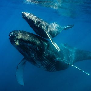 Image post by @discovery on Instagram