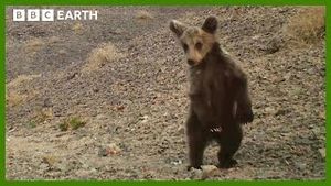 Video post by @bbcearth on YouTube