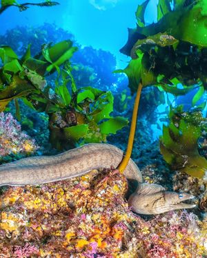 Image post by @sealegacy on Instagram