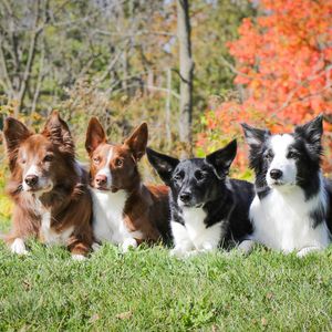 Image post by @susangarrettdogsthat on Instagram