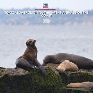 Video post by @foxweather on TikTok