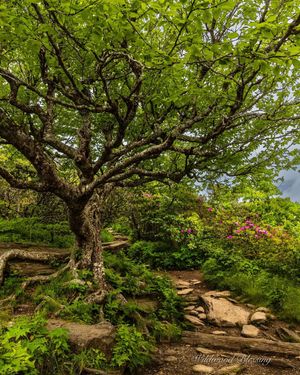 Image post by @nationalparkscollective on Instagram