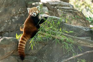 Image post by @detroitzoo on Instagram