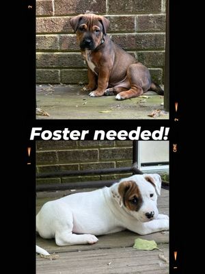 Image post by @northmeckanimalrescue on Instagram