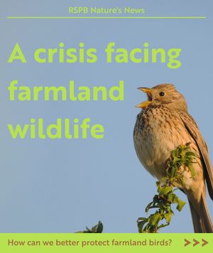 Image post by @rspb on Instagram