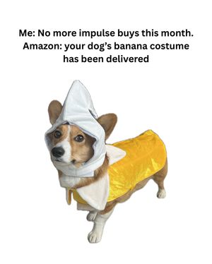 Image post by @ziggy_thecorg on Instagram