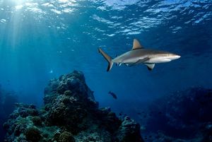 Image post by @natgeopristineseas on Instagram