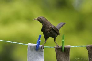 Image post by @rspb on Instagram