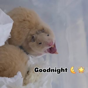 Image post by @hamsterbaby05 on Instagram