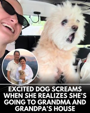 Image post by @weratedogs on Instagram